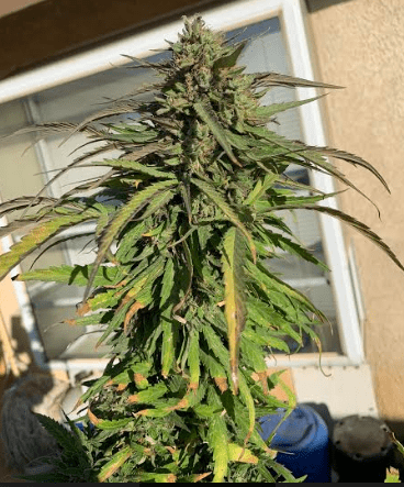 Ggdeathbykushhyper101319
