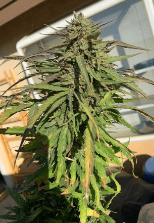 Ggdeathbykushhyper2101319