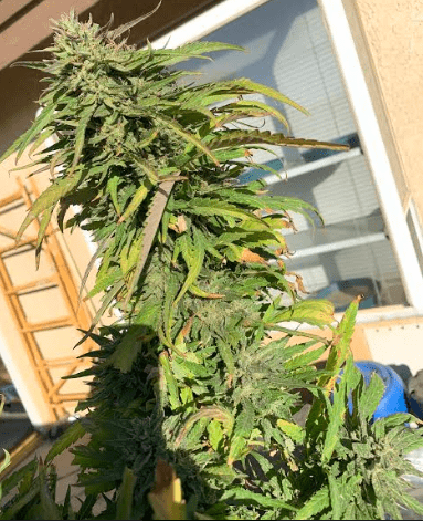 Ggdeathbykushhyper5101319