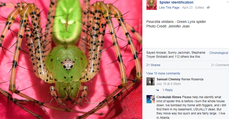 Gggreenlynxspider
