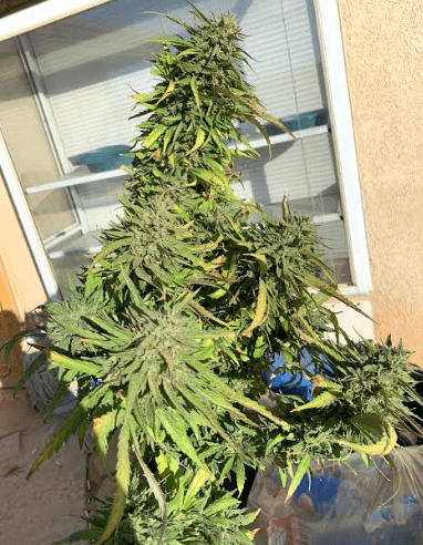 Gghyperdeathbykush101319