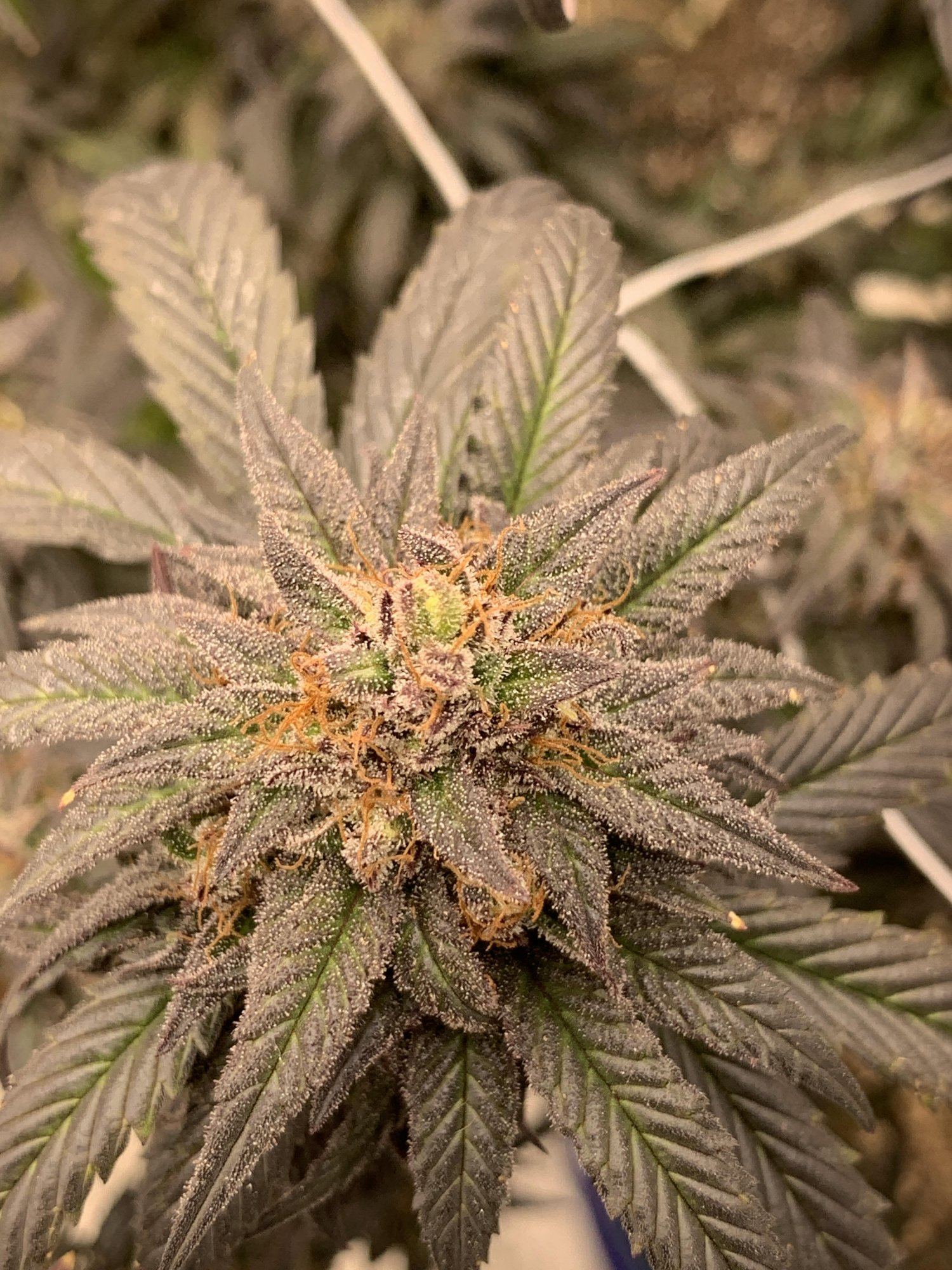 GGhyperdeathbykush22520