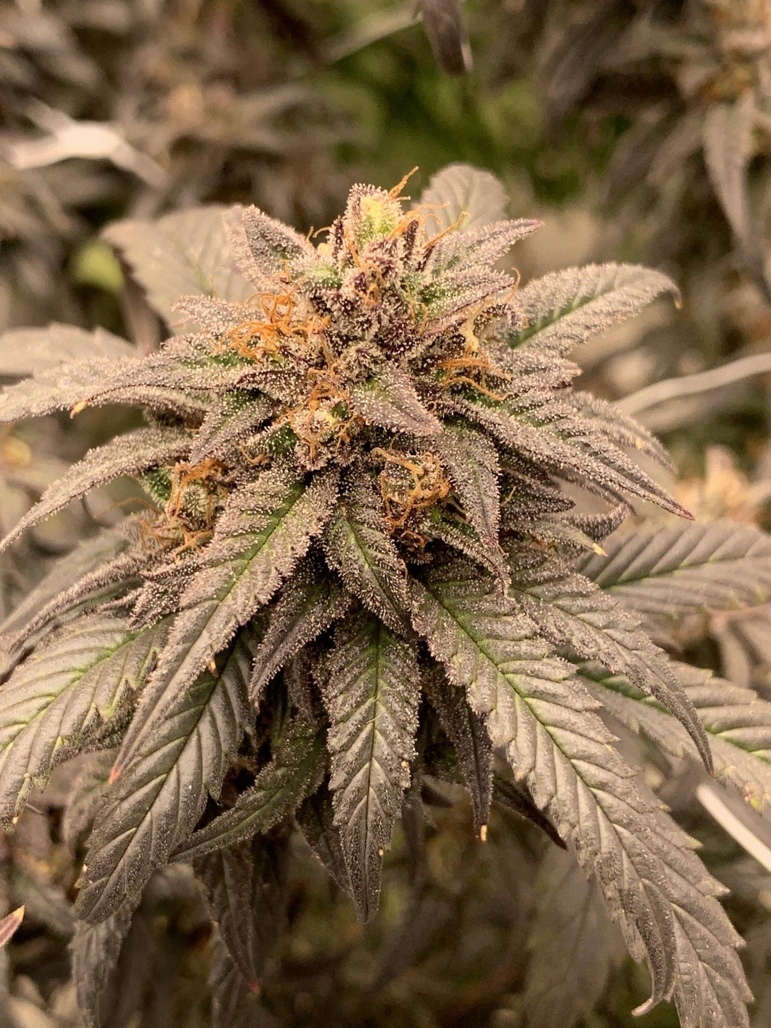 GGhyperdeathbykush32520