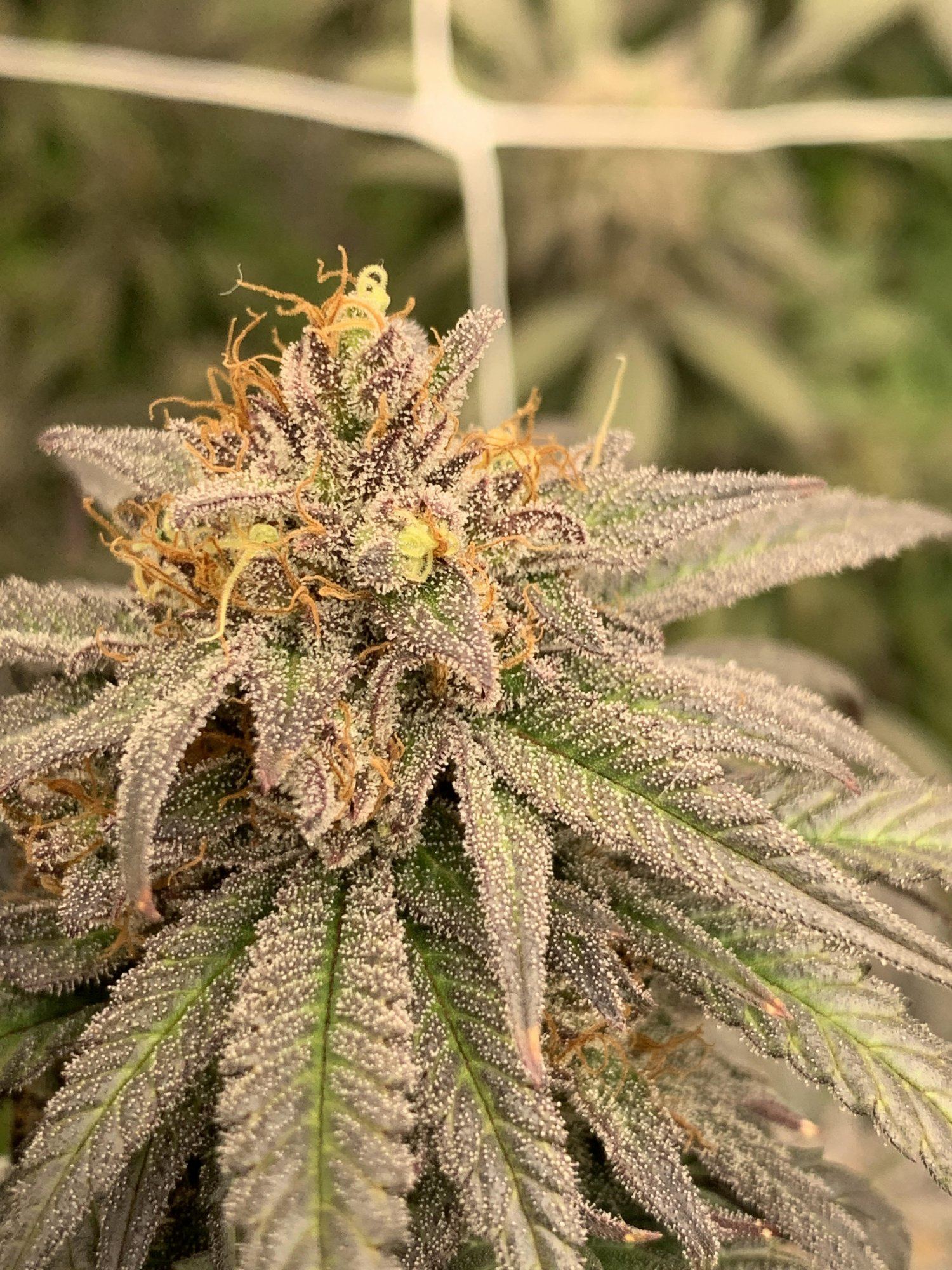 GGhyperdeathbykush42520