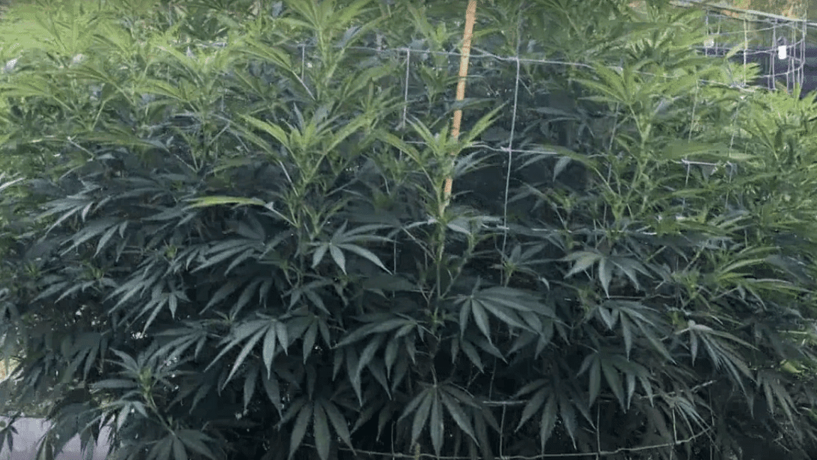 Gghypergluestartbloom17