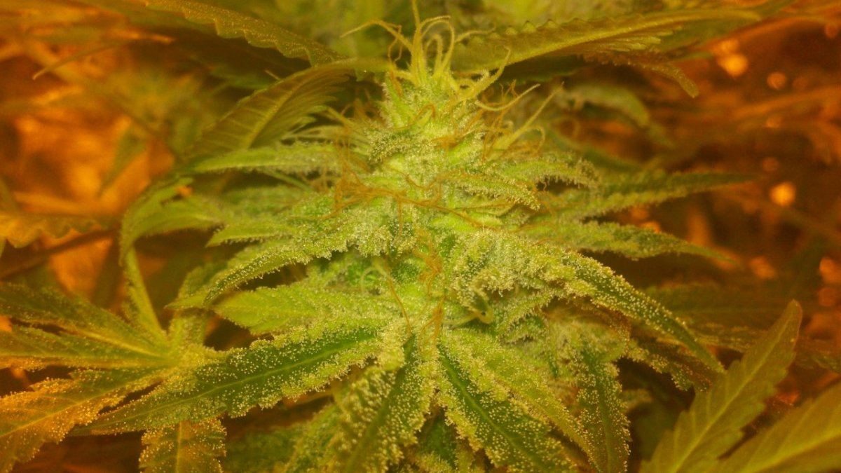 Ggk7