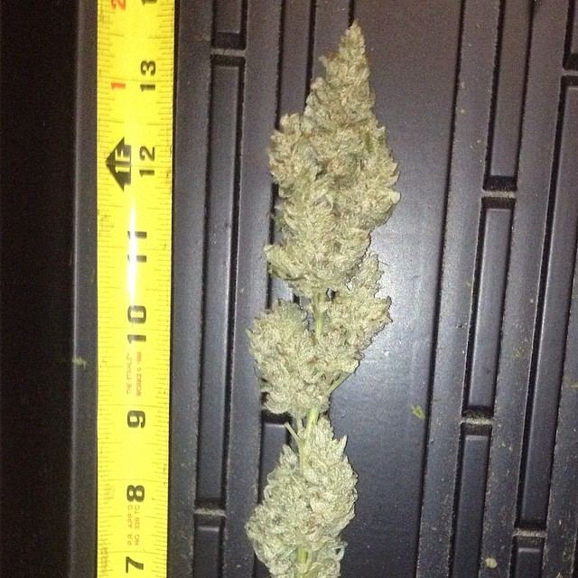 GGtrimmed