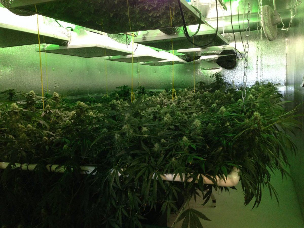 GGU   Room 3   Week 2 Flower