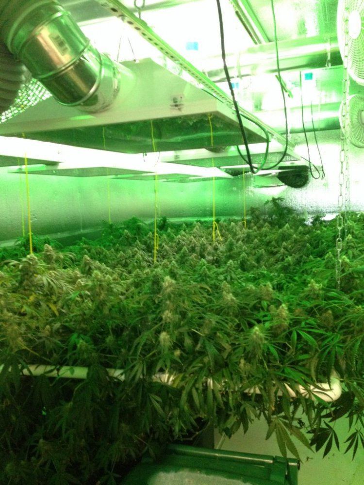 GGU   Room 3   Week 4 Flower