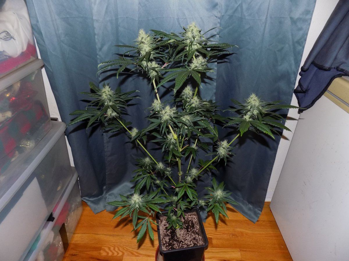 Gh 1