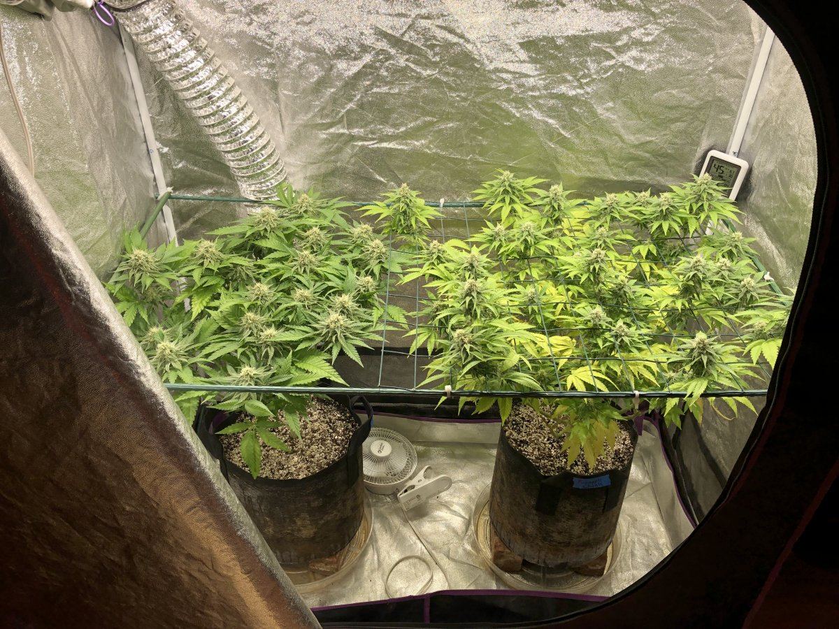 Gh nutes in soil 2