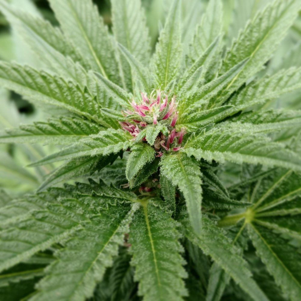 Gh2