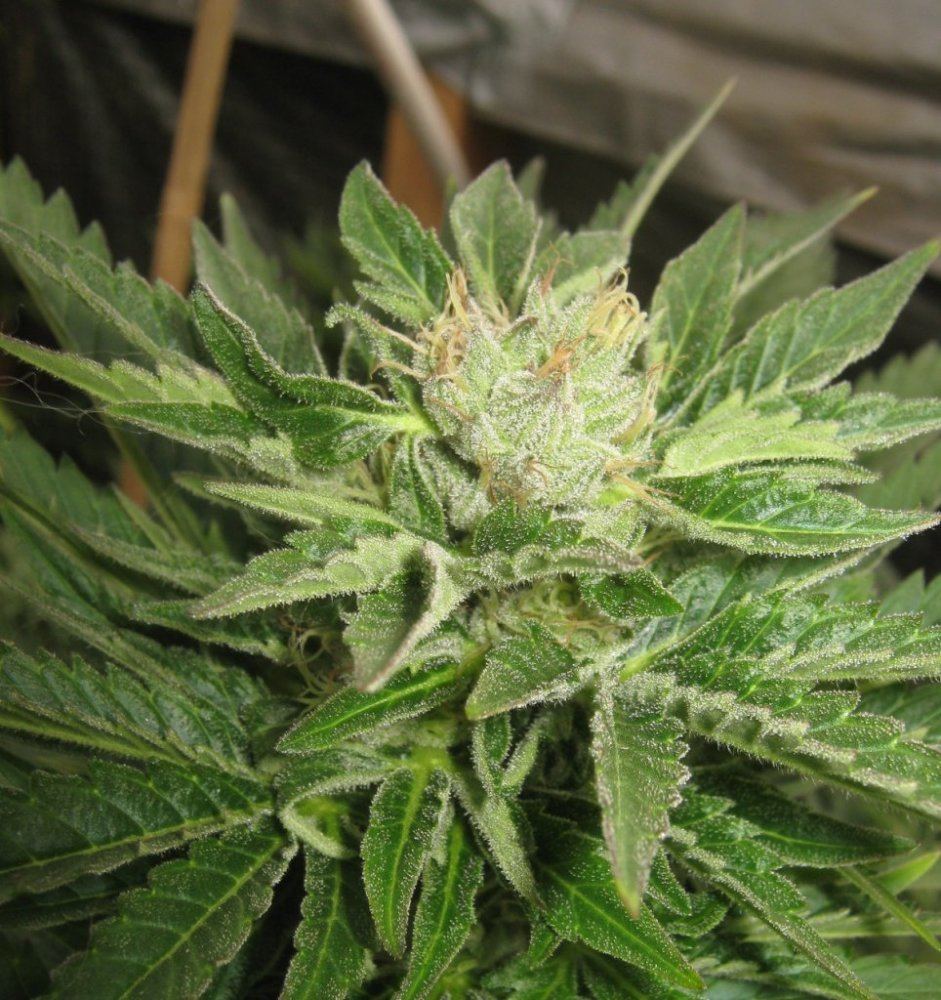 Gh3202
