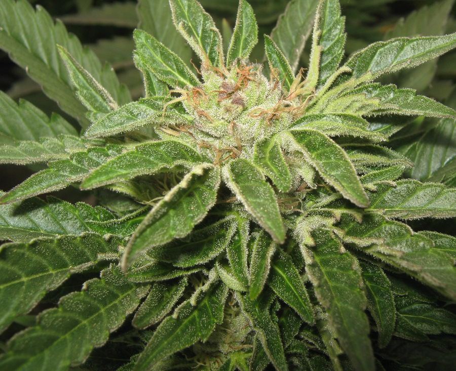 Gh3203
