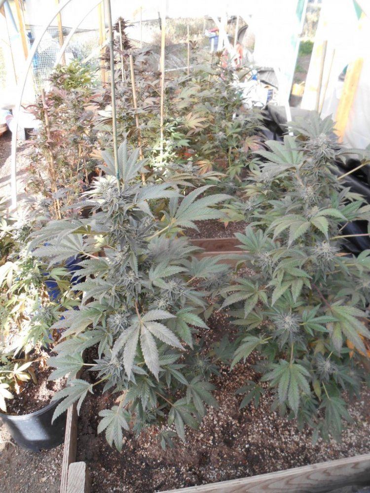 Gh53