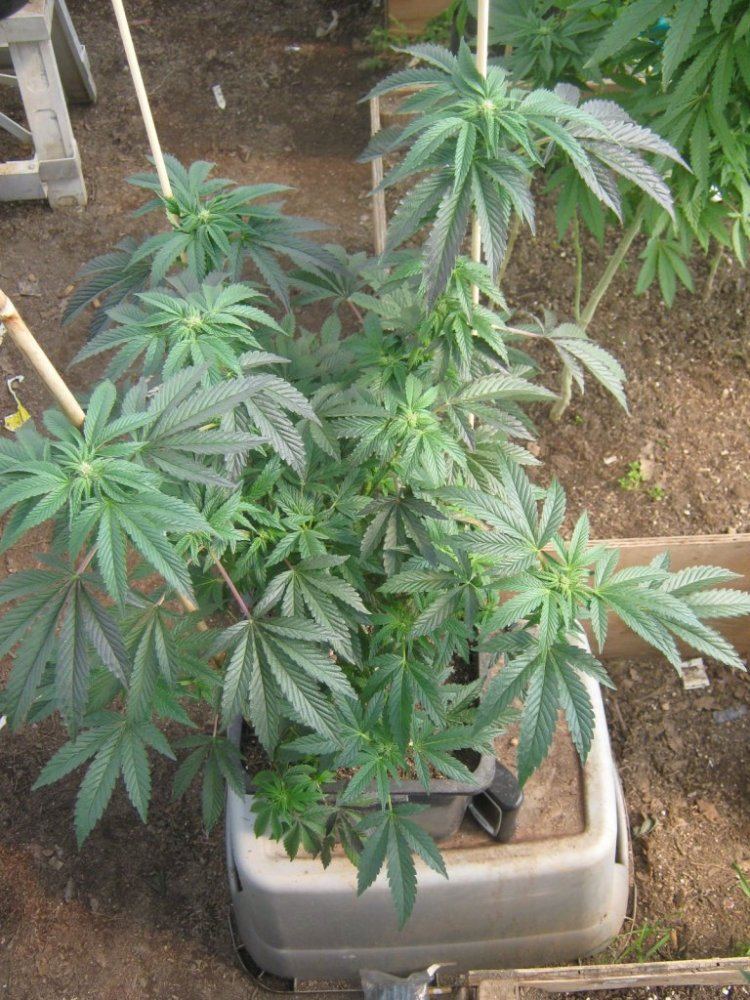 GHCookie310