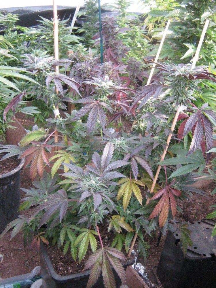 Ghcookie325