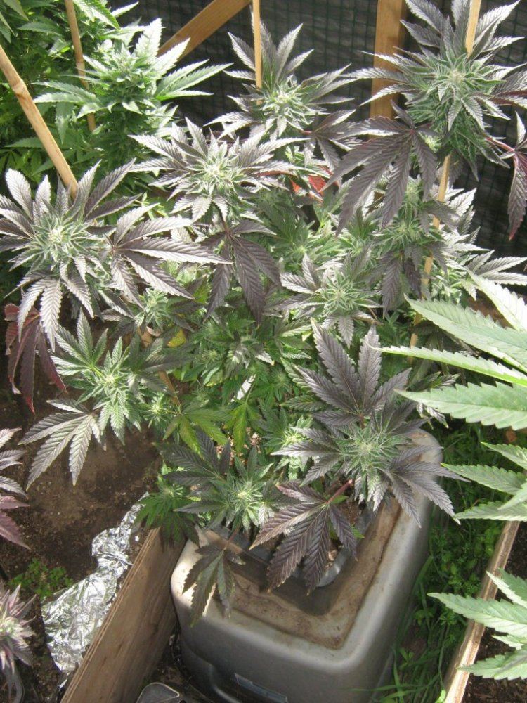GHCookie328