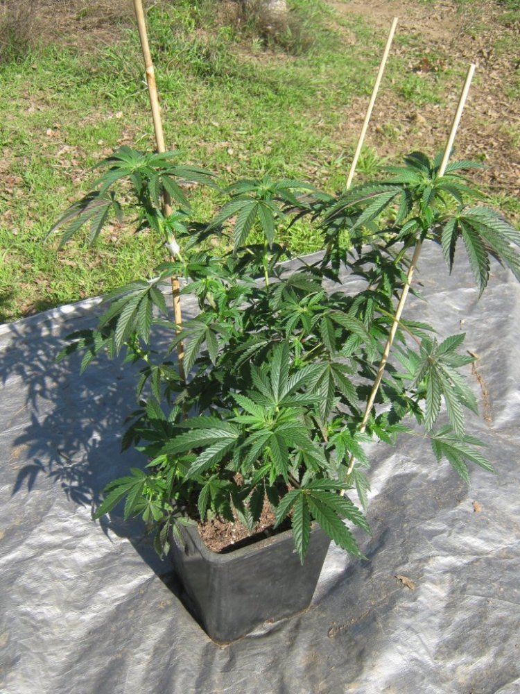 GHCookie34