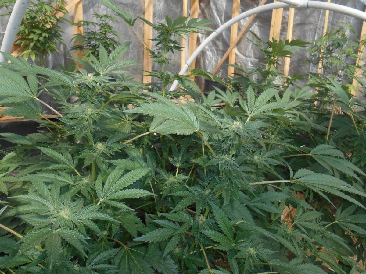 Ghcookies220
