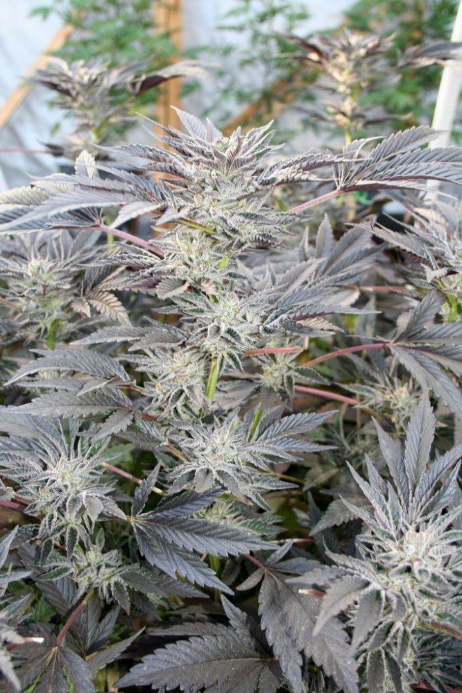 Ghcookies2320
