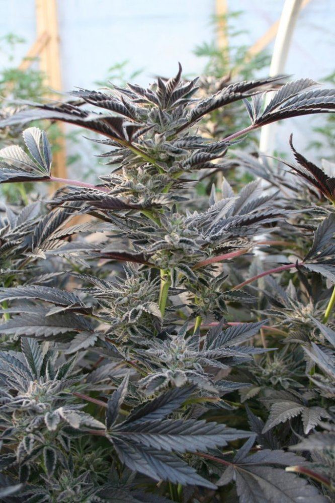 Ghcookies320