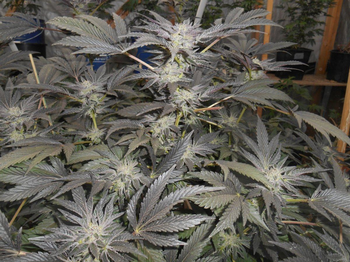 GHcookies35