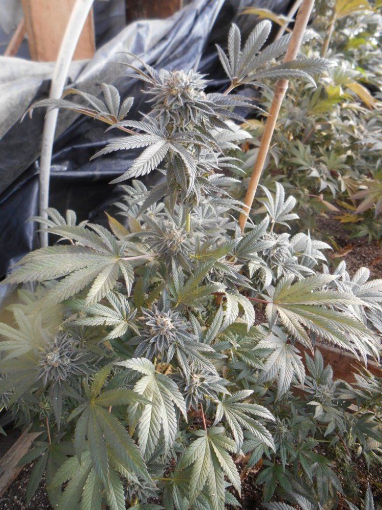 GHcookiewholeplant428