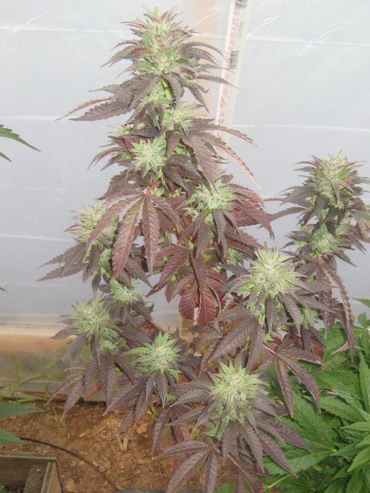 GhE2inpot310