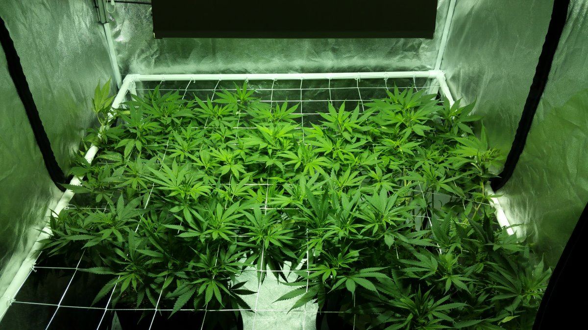 Gherbs 2nd scrog grow 2