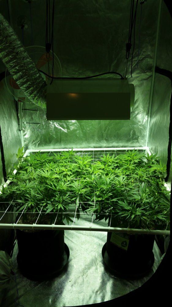 Gherbs 2nd scrog grow 3