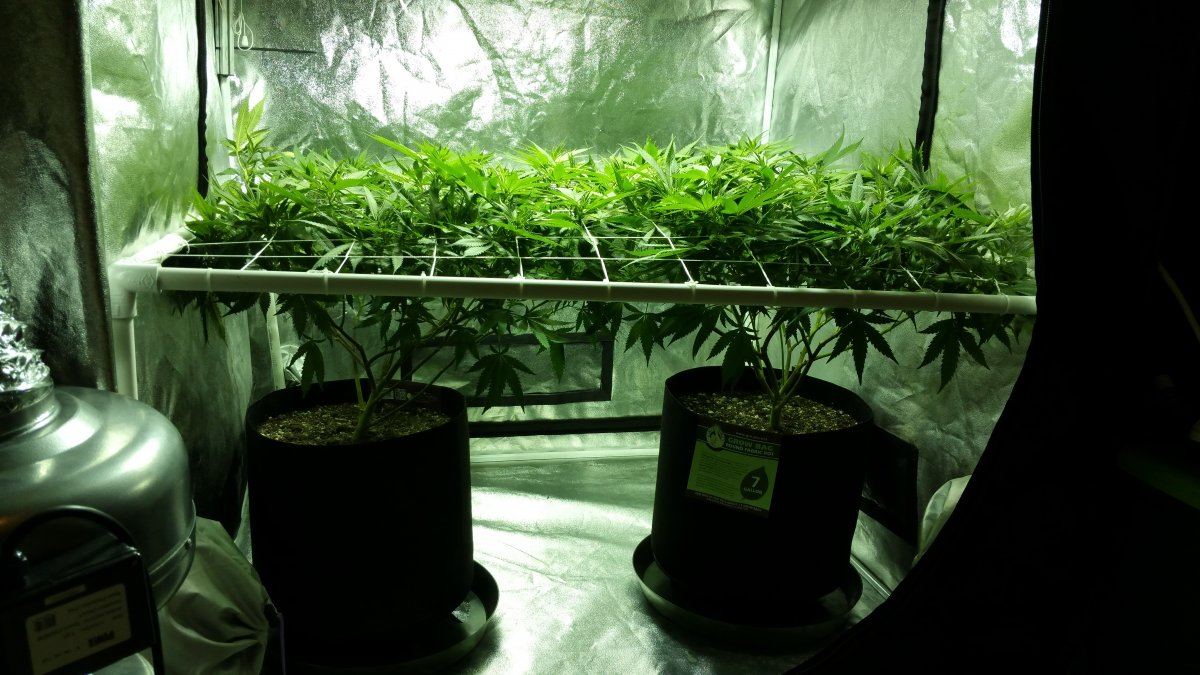 Gherbs 2nd scrog grow