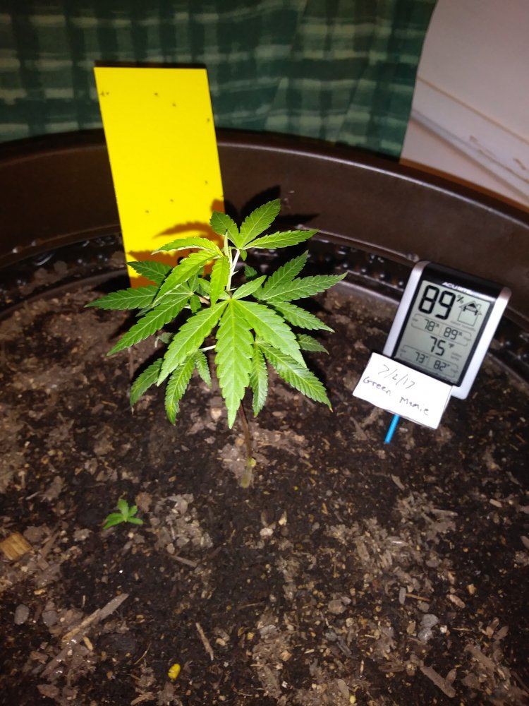 Ghetto indoor grow aha 2