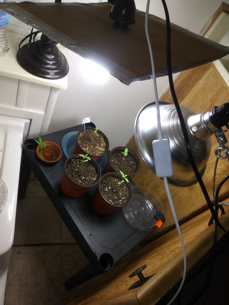 Ghetto indoor grow aha 4