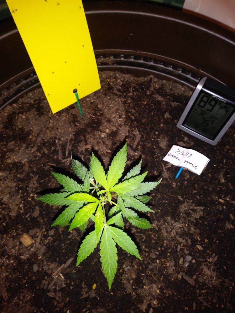 Ghetto indoor grow aha 7