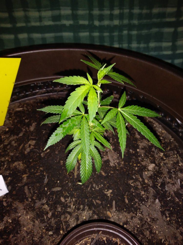 Ghetto indoor grow aha 9