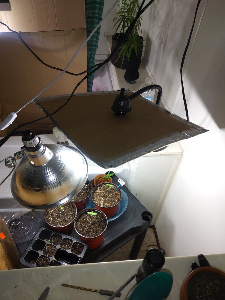 Ghetto indoor grow aha