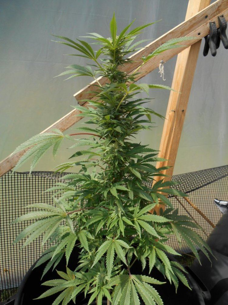GHfiredog49