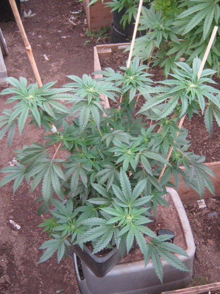 GHGSC36