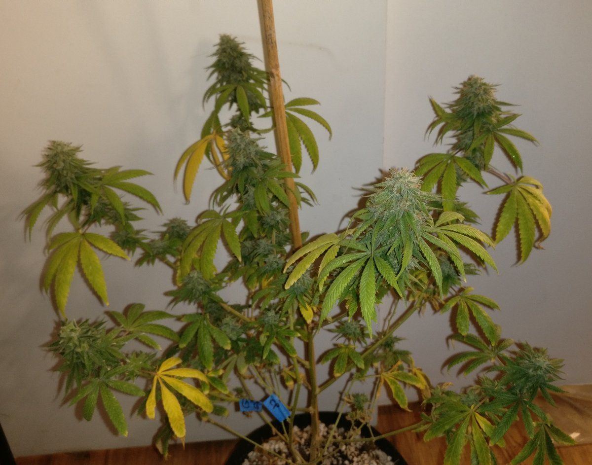 Ghh115b