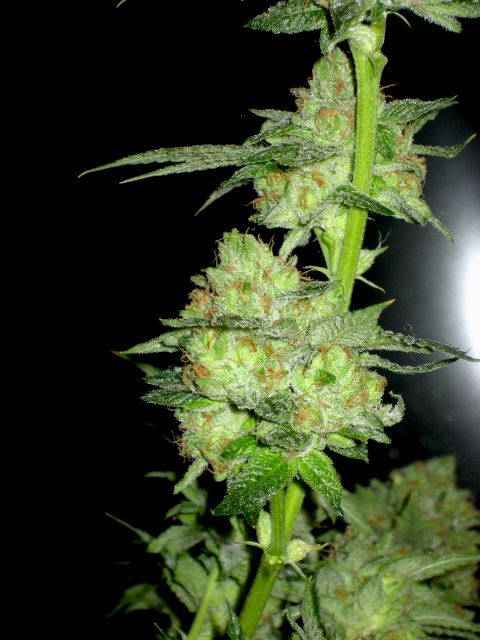 Ghost 3