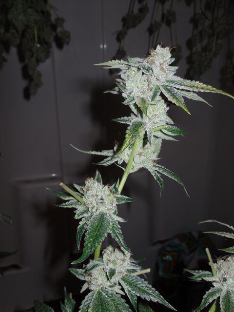 Ghost 66 days