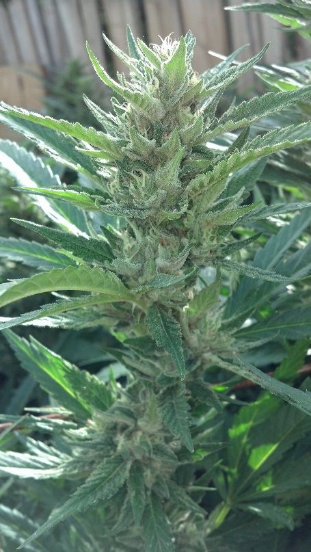 Ghost  bubba 9 23 blang
