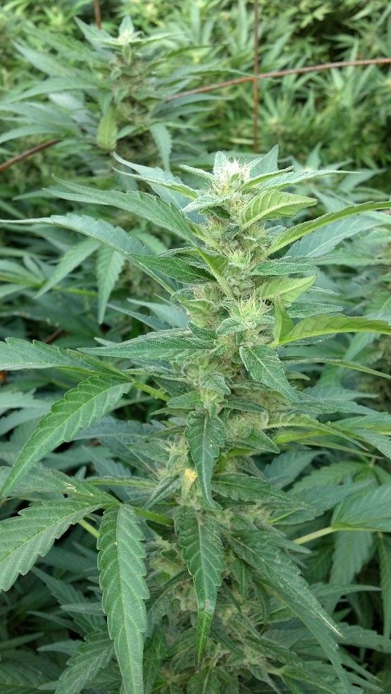 Ghost Bubba  9 23