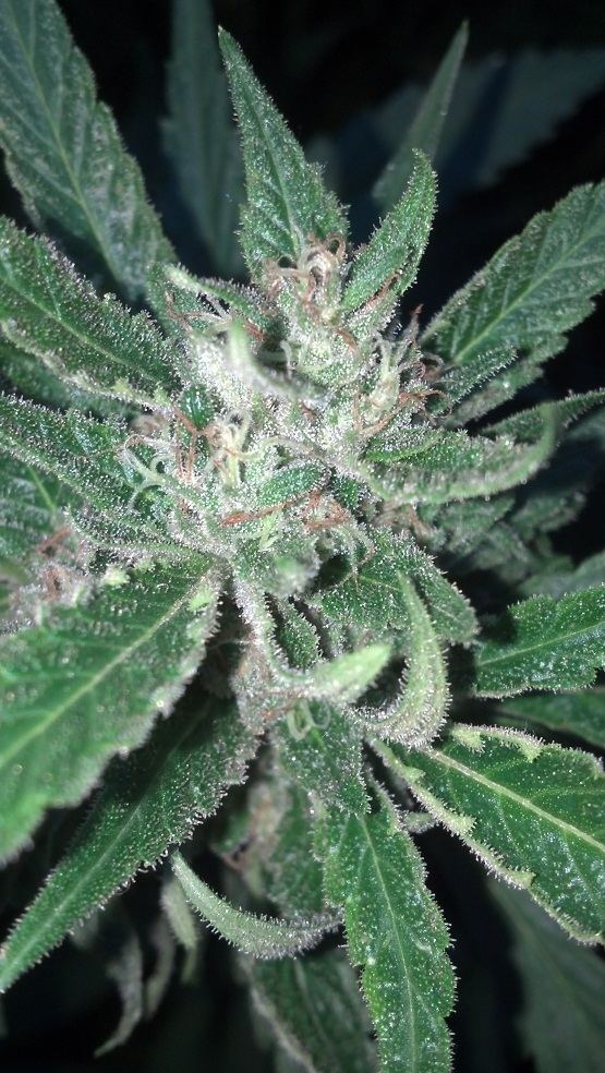 Ghost Bubba preharvest