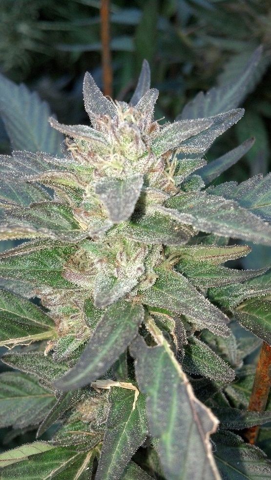Ghost Bubba preharvest1