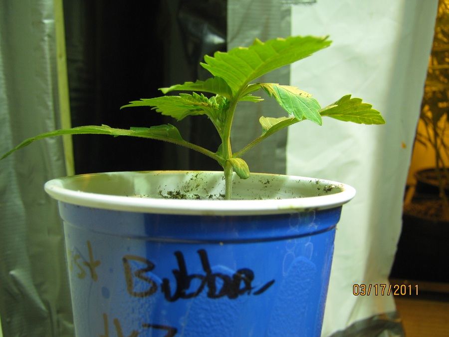 Ghost bubba seedling 1