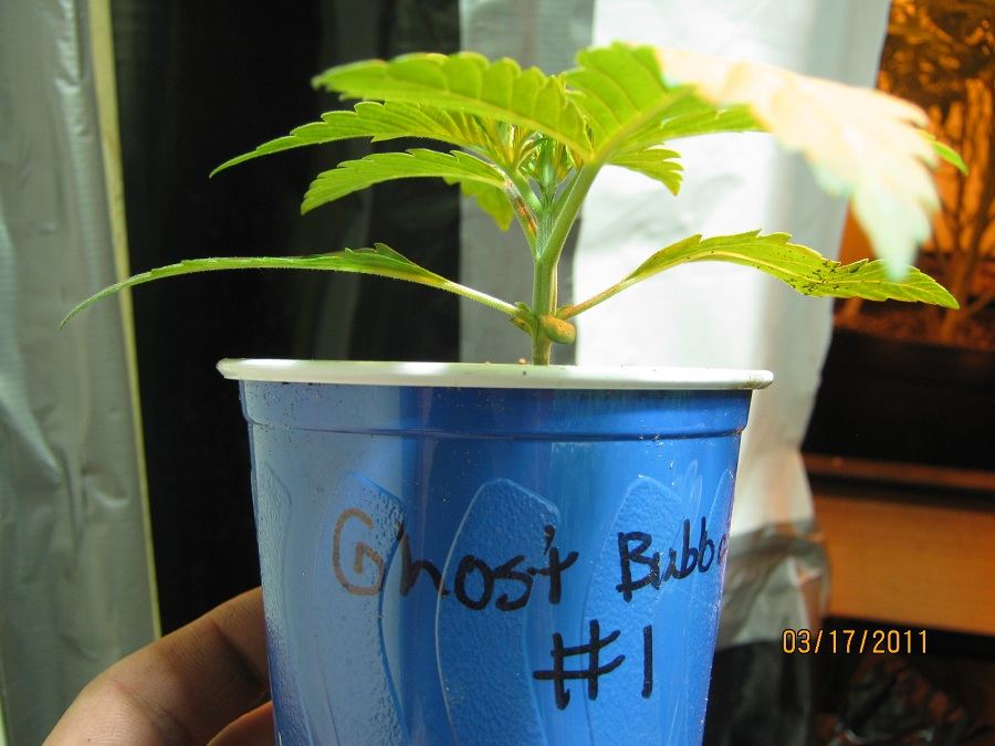 Ghost bubba seedling 2