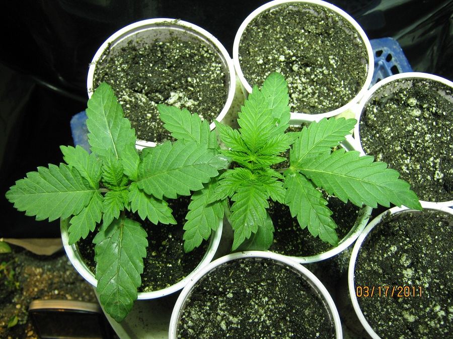 Ghost bubba seedling