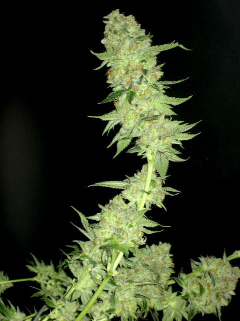 Ghost